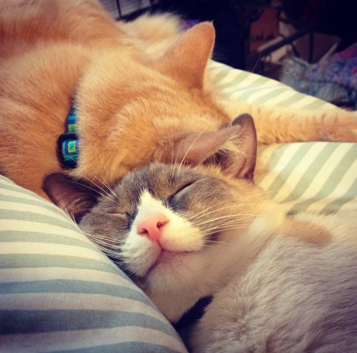 34046281_801803386694497_6667232794785087488_n