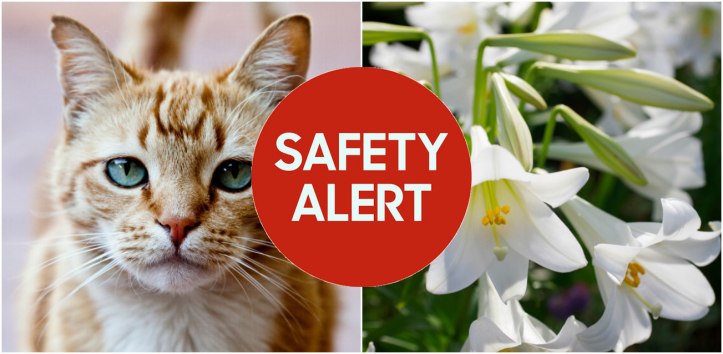 1492036262-safetyalertcatlilies
